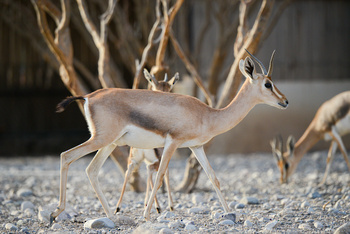 Al Saleel Natural Park Reserve