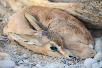 Al Saleel Natural Park Reserve