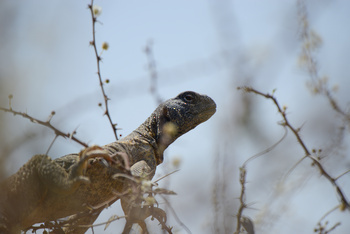 Al Saleel Natural Park Reserve