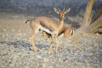 Parc naturel d\'Al Saleel