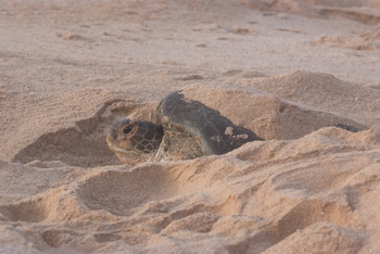 Réserve des tortues dans le gouvernorat d’Al Sharqiya Sud, Ras Al Hadd
