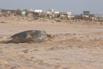 Schildkrötenreservat – Gouvernement Al Sharqiyah Süd (Ras Al Hadd)