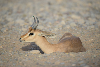 Parc naturel d\'Al Saleel