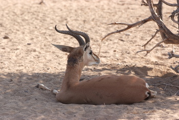 Al Saleel Natural Park Reserve