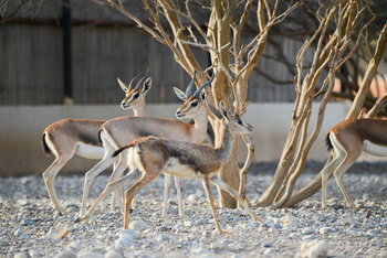 Parc naturel d\'Al Saleel