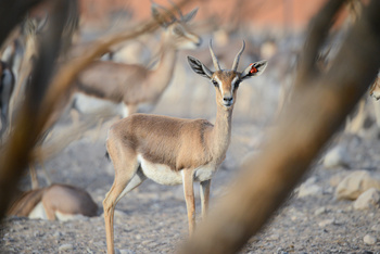 Parc naturel d\'Al Saleel