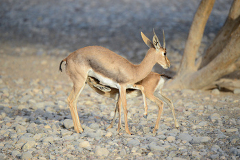 Parc naturel d\'Al Saleel