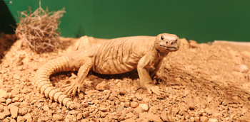 Musée d’Histoire naturelle