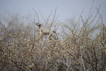 Al Saleel Natural Park Reserve