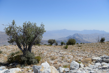 محمية الجبل الاخضر للمناظر الطبيعية