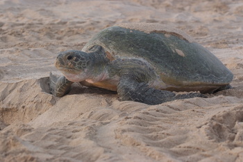Schildkrötenreservat – Gouvernement Al Sharqiyah Süd (Ras Al Hadd)