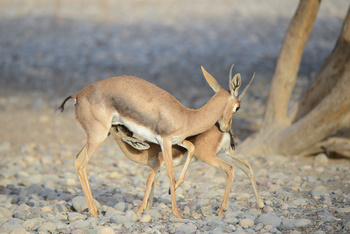Al Saleel Natural Park Reserve