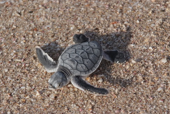 Réserve des tortues dans le gouvernorat d’Al Sharqiya Sud, Ras Al Hadd