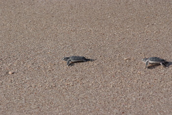 Schildkrötenreservat – Gouvernement Al Sharqiyah Süd (Ras Al Hadd)