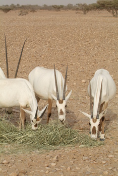 محمية الكائنات الحية والفطرية بمحافظة الوسطى-هيماء