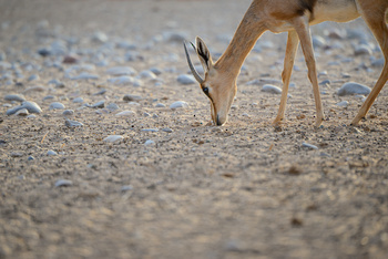 Parc naturel d\'Al Saleel