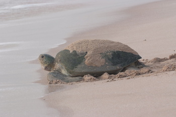 Schildkrötenreservat – Gouvernement Al Sharqiyah Süd (Ras Al Hadd)