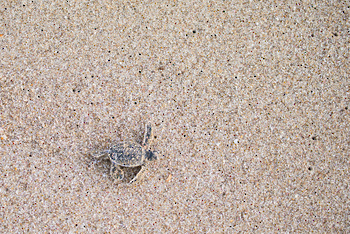 Réserve des tortues dans le gouvernorat d’Al Sharqiya Sud, Ras Al Hadd