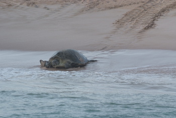 Réserve des tortues dans le gouvernorat d’Al Sharqiya Sud, Ras Al Hadd