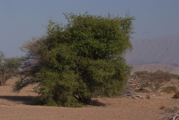 Al Saleel Natural Park Reserve