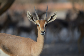 Al Saleel Natural Park Reserve