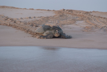 Schildkrötenreservat – Gouvernement Al Sharqiyah Süd (Ras Al Hadd)