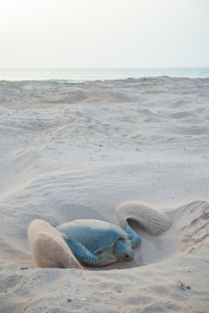 Réserve des tortues dans le gouvernorat d’Al Sharqiya Sud, Ras Al Hadd