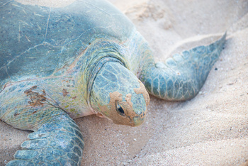 Réserve des tortues dans le gouvernorat d’Al Sharqiya Sud, Ras Al Hadd