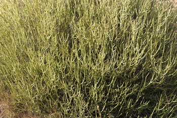 Parc naturel d\'Al Saleel
