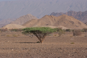 Al Saleel Natural Park Reserve