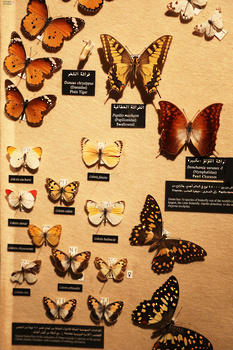 Musée d’Histoire naturelle