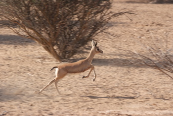 Al Saleel Natural Park Reserve