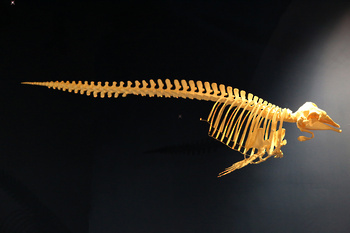 Musée d’Histoire naturelle