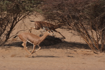 Al Saleel Natural Park Reserve