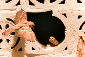 Musée d’Histoire naturelle