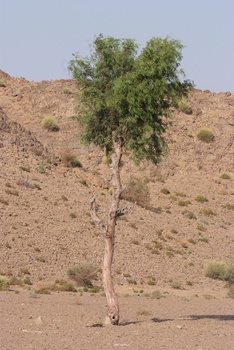 حديقة السليل الطبيعية