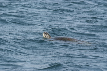 Réserve des tortues dans le gouvernorat d’Al Sharqiya Sud, Ras Al Hadd