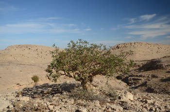 محمية جبل سمحان