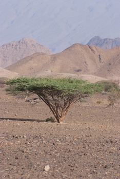 حديقة السليل الطبيعية