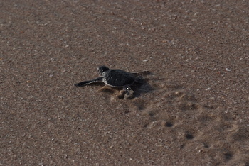 Schildkrötenreservat – Gouvernement Al Sharqiyah Süd (Ras Al Hadd)