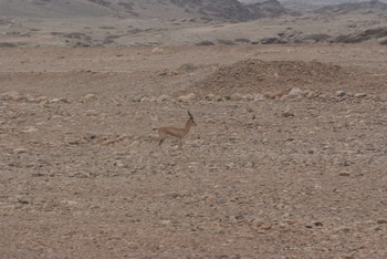 محمية جبل سمحان