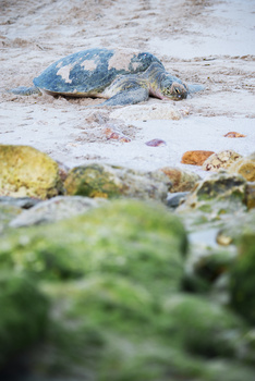 Réserve des tortues dans le gouvernorat d’Al Sharqiya Sud, Ras Al Hadd