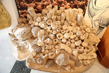 Musée d’Histoire naturelle