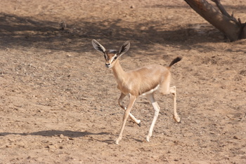 Parc naturel d\'Al Saleel