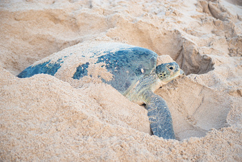 Réserve des tortues dans le gouvernorat d’Al Sharqiya Sud, Ras Al Hadd