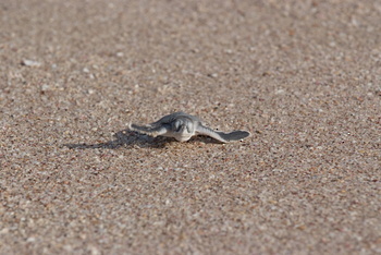 Schildkrötenreservat – Gouvernement Al Sharqiyah Süd (Ras Al Hadd)