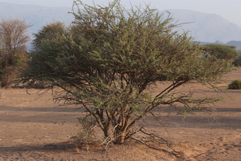 Al Saleel Natural Park Reserve