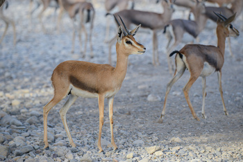 Al Saleel Natural Park Reserve