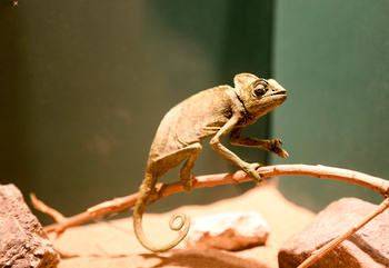 Musée d’Histoire naturelle