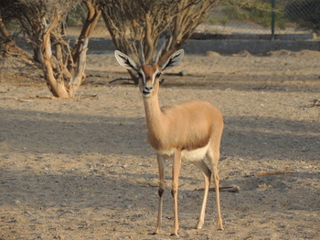 Parc naturel d\'Al Saleel